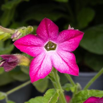 Nicotiana - Pink