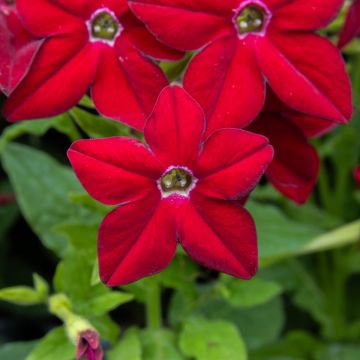 Nicotiana - Red