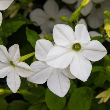 Nicotiana - White