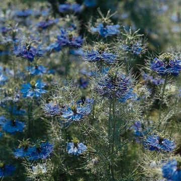 Nigella damascena Miss Jekyll Dark Blue Nigella damascena Miss Jekyll Dark Blue