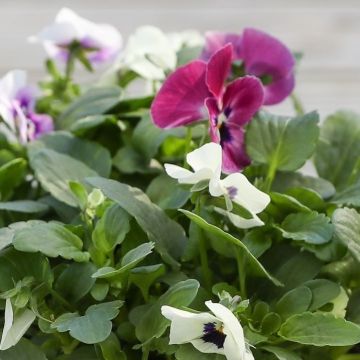 Flowering Viola - Night Delight - In Bud & Bloom