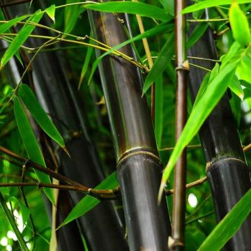Phyllostachys nigra - Black Bamboo - Large Approx 140-160cm  Tall Plants