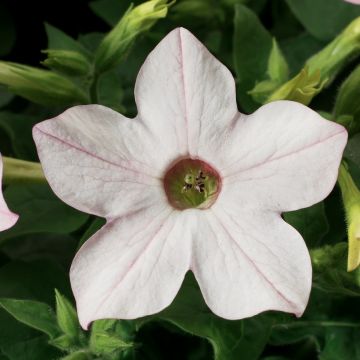 Nicotiana alata Saratoga Apple Blossom