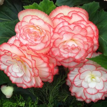 Begonia Non Stop Rose Picotee