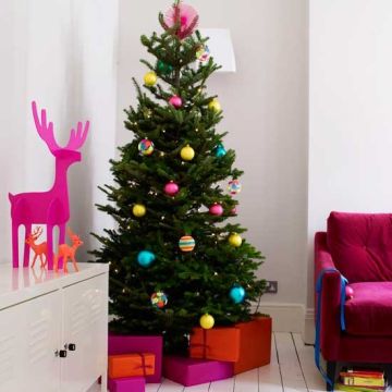 Nordmann Fir Christmas Tree - Fresh Cut Non-Drop Luxury Tree (approx 6-7ft) + FOR IMMEDIATE DISPATCH