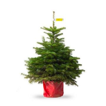 Fresh Potted Non-Drop Luxury Nordman Fir Christmas Tree (approx 4ft) + For Immediate Dispatch +
