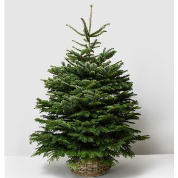 Christmas Tree Skirt - 50cm Diameter