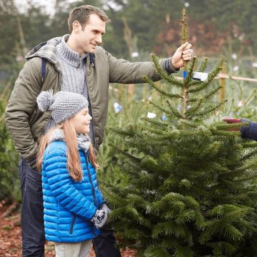 Fresh Cut Budget Premium Quality Nordmann Fir Christmas Tree circa 5-6ft tall + Immediate Dispatch +