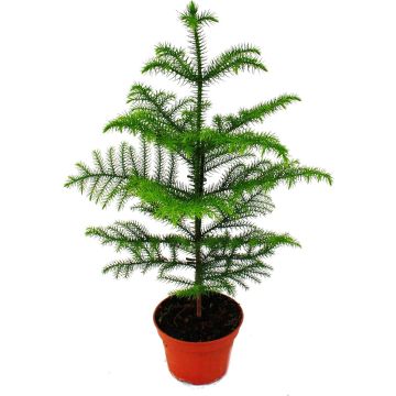 SPECIAL DEAL - Araucaria heterophylla - Norfolk Island Pine - Indoor Plant 35-45cm