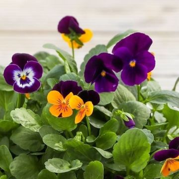 Flowering Viola  - Northern Lights - In Bud & Bloom