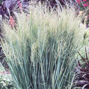 Panicum virgatum Northwind - Switch Grass