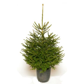 Fresh Christmas Tree - Traditional Potted Norway Spruce - 100-125cms - FOR IMMEDIATE DELIVERY