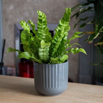 Asplenium nidus 'Crispy Wave' - Bird's Nest Fern