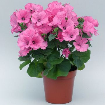 Lavatera Trimestris Novella Rose