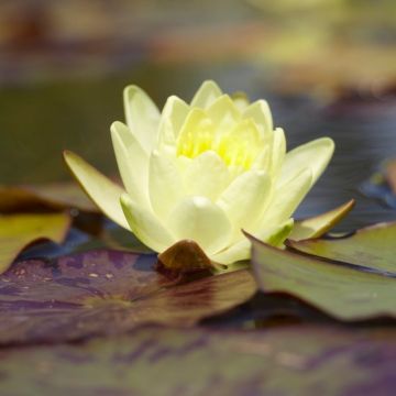 Nymphaea 'Marliacea Chormat.' - Water Lily