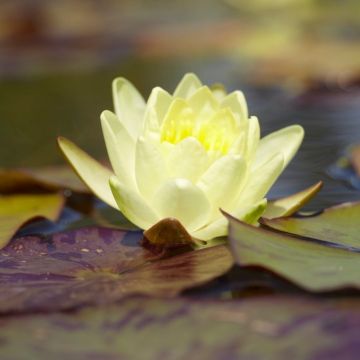 Complete Water Plant Pond Kit - Yellow Water Lily - Nymphaea