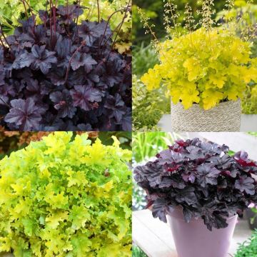 Heuchera Night & Day Duo - Pack of TWO Plants