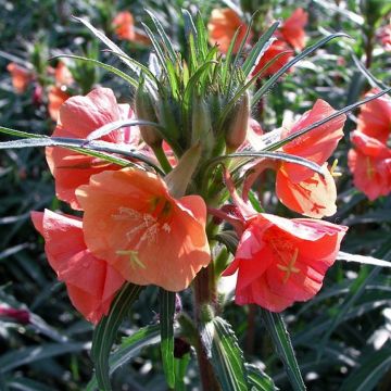Oenothera versicolour - Evening Primrose