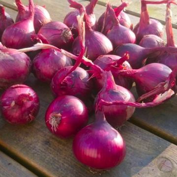 Onion 'Red Baron' - Pack of TWELVE Plants