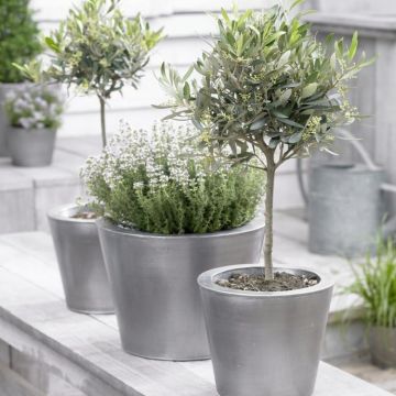 Olea Europa - Olive Tree Mini Standard