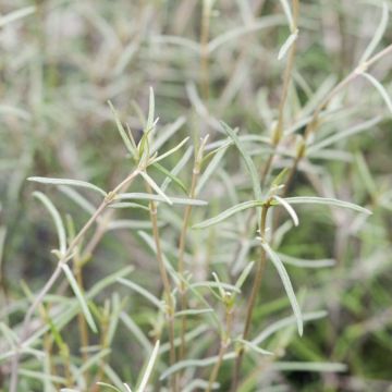 Olearia dartonii