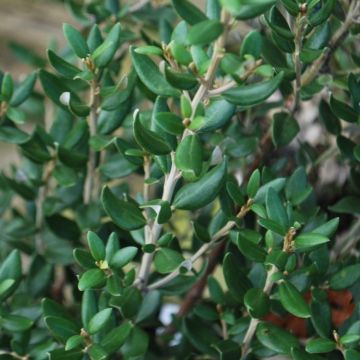 Olearia Haastii - Daisy Bush