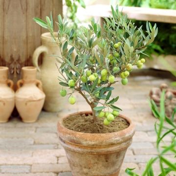 Olea Europa - Olive Tree - Patio Bush