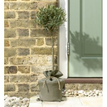 MOTHERS DAY - Olive Tree in Rustic Jute wrapped pot