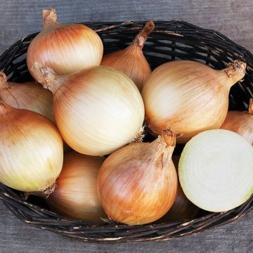 Onion 'Ailsa Craig' - Pack of TWELVE Plants
