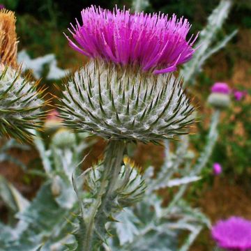 Onopordum acanthium - Silver Scotch Thistle