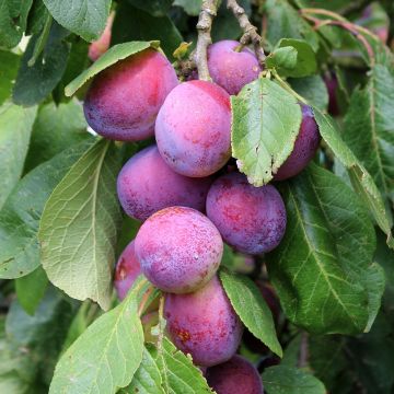 Plum - Prunus Domestica Opal - Patio Pillar Fruit Tree