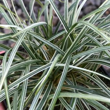 Ophiopogon japonicus variegata Silver Mist - Silver Mist Mondo Grass