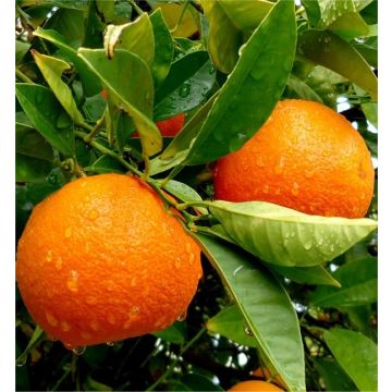 Large 80-100cms Citrus Tree - ORANGE - for tasty fresh fruit and Juice