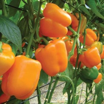 Sweet Pepper Plant - Orange Delirio
