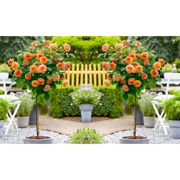 Pair of Standard ORANGE Flowering Patio Rose Trees