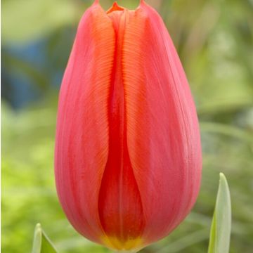 Tulip Orange Cassini - Pack of 12