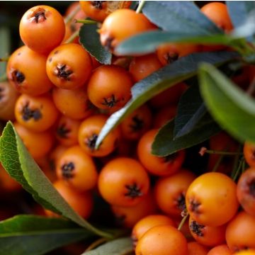 Pyracantha Orange Charmer - Firethorn - LARGE Approx 6ft Hedging Pyracantha