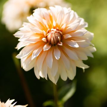 Dahlia Orange & Snow - Pack of THREE