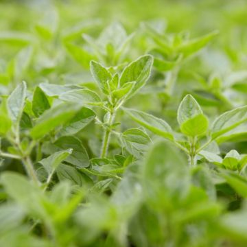 Herb - Origanum vulgare - Oregano