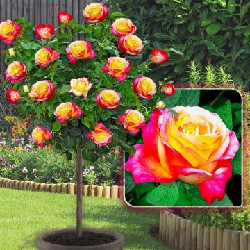 LARGE Standard Rose Tree - Orient Express