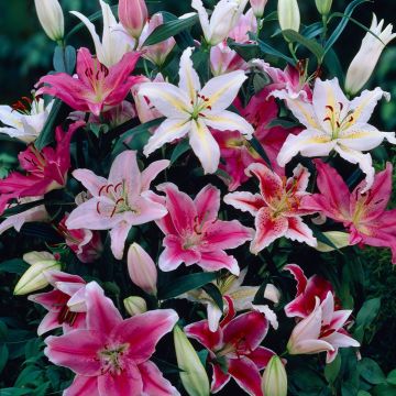 Lilium Oriental Mixed - Pack of 5
