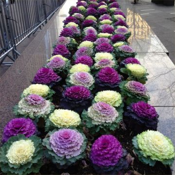 Ornamental Brassica Cabbage Selection - Pack of THREE Plants