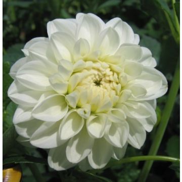 Dahlia Orsett Beauty