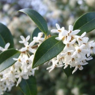 Osmanthus X Burkwoodii - Rounded Evergreen Shrub