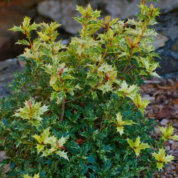 Osmanthus heterophyllus 'Goshiki' - False Holly