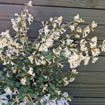 Osmanthus burkwoodii 'Perfume of Nature'