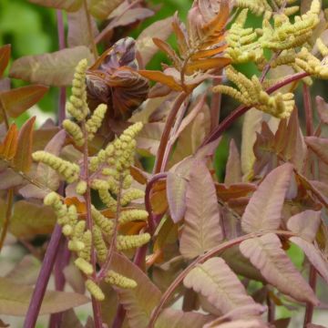 Osmunda regalis Purpurascens - Purple Royal Fern