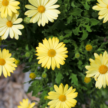 Osteospermum Glamour Yellow