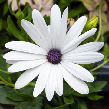 Osteospermum Daisy - Christina White