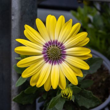 Osteospermum Daisy - Kiki Yellow